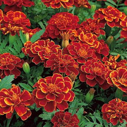 Sammetstagetes - Red Cherry - Tagetes patula - 1 kg - Dvärgsort med djup mahognyröd färg - Färska frön
