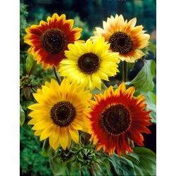 Solsikke - Autumn Beauty - Helianthus annuus - 1 kg - Flerfarvede blomster, bivenlig - Friske frø