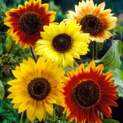 Dísznapraforgó - Autumn Beauty - Helianthus annuus - 1 kg - Többszínű virágok, méhbarát - Friss vetőmagok