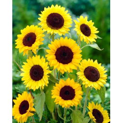 Dísznapraforgó - Henry Wilde - Helianthus annuus - 1 kg - Magas aranysárga fajta - Friss vetőmagok