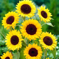 Dísznapraforgó - Henry Wilde - Helianthus annuus - 1 kg - Magas aranysárga fajta - Friss vetőmagok
