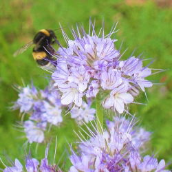 Facelia - Piante mellifere - Phacelia tanacetifolia - 1 kg - Pianta mellifera, migliora il suolo - Semi Freschi