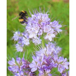Facelia - Piante mellifere - Phacelia tanacetifolia - 1 kg - Pianta mellifera, migliora il suolo - Semi Freschi
