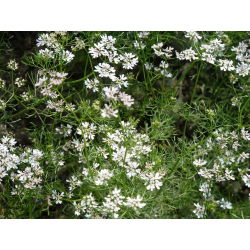 Coriandre - Plante Mellifère - Coriandrum sativum - 1 kg - Arôme culinaire, boost de plante mellifère - Graines fraîches