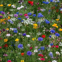Perennial Melliferous - Mixed - 1 kg - Pollinator-Friendly, Biodiversity Booster - Fresh Seeds
