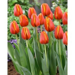 Tulip - Worlds Friend - GIGA Pack! - 250 pcs