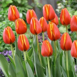 Tulip - Worlds Friend - GIGA Pack! - 250 pcs