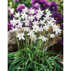 Ipheion - White Star - Giga csomag - 500 db.