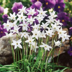 Ipheion "White Star" - 10 čebulic