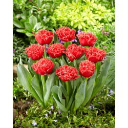 Tulip - Bendigo - GIGA Pack! - 250 pcs