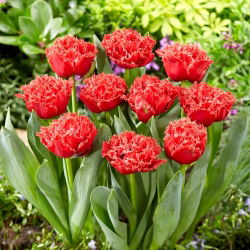 Tulip - Bendigo - GIGA Pack! - 250 pcs