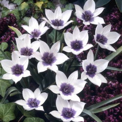 Tulpe - Alba Coerulea Ocul - Tulipa - Vielseitig einsetzender Zwergwuchs - Blumenzwiebel - 5 Stück