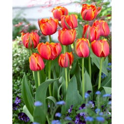 Tulipán - Queensday - Nagy csomag - 50 db