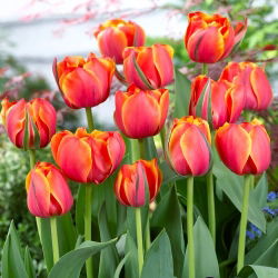 Tulpan - Queensday - 5 st