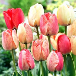 Tulp - 'Silverstream' - 5 st