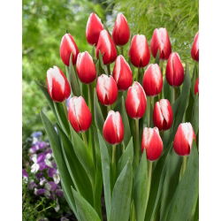 Tulipán - Timeless - Nagy csomag - 50 db