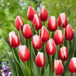 Tulipán - Timeless - Nagy csomag - 50 db