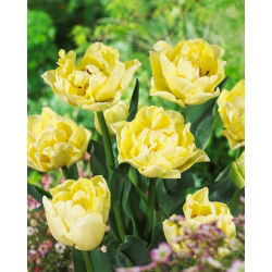 Tulip - Avant Garde - GIGA Pack! - 250 pcs