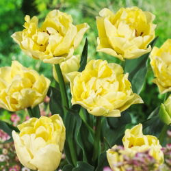 Tulip - Avant Garde - GIGA Pack! - 250 pcs
