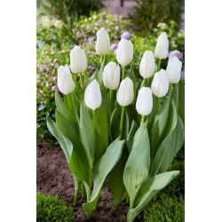 Tulipán - White Dynasty - Nagy csomag - 50 db
