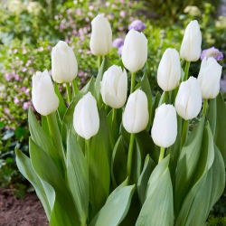 Tulipán - White Dynasty - Nagy csomag - 50 db