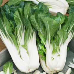 Kål og salatfrø - utvalg av 4 varianter - 
