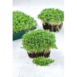 Microgreens - Lusern - Medicago sativa - frø