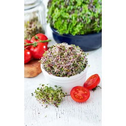 Idätyssiemenet, Punainen Mizuna (Brassica rapa var. japonica)