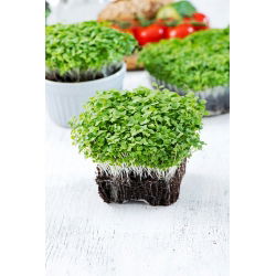 Microgreens - Mizuna - unge blader med en unik smak - 1000 frø - 