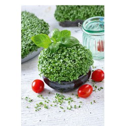 Sjeme za klice - Bosiljak - 100g sjemena (Ocimum basilicum)