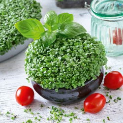 Sjeme za klice - Bosiljak - 100g sjemena (Ocimum basilicum)