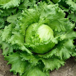 Reddik og salatfrø - utvalg av 4 varianter - 