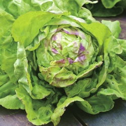 Reddik og salatfrø - utvalg av 4 varianter - 