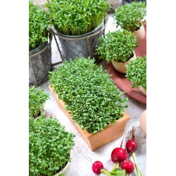 Microgreens - Karse - 1800 frø - Lepidium sativum