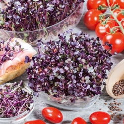Semi per germogli - Ravanello - Sango - 500 g - Germogli colorati e nutrienti