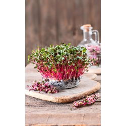 Microgreens - Reddik  - Raphanus sativus L. - frø