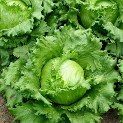Kål og salatfrø - utvalg av 4 varianter - 
