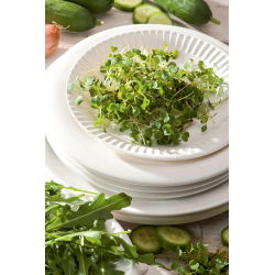 Semi per germogli - Ruchetta - 250 g - Germogli verdi dal gusto pepato - Semi Freschi