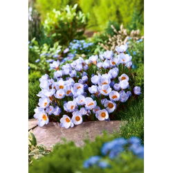 Crocus Blue Pearl - GIGA Pack! - 500 pcs.
