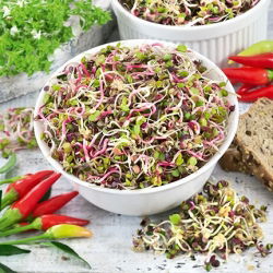 Semi per germogli - Ravanello - Miscela piccante - 100 g - Germogli nutrienti e piccanti - Semi Freschi