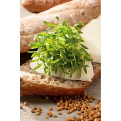 Groddfrön - Koriander - 100 g - Syrlig citron-persiljesmak - Färska frön