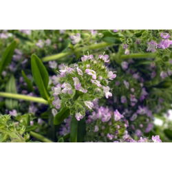 Sariette - Plante Mellifère - Satureja hortensis - 1 kg - Délice culinaire, aimant à pollinisateurs - Graines fraîches