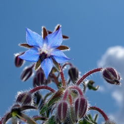 Limba mielului - plantă meliferă, ecoschemă, plăți compensatorii - Borago officinalis - 1 kg - Plantă apicolă, cu flori vibrante - Semințe proaspete