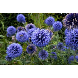 Tidselkugle - bivenlig plante, økoskemae - Echinops spp. - 1 kg - Arkitektoniske blomster, bestøverfavorit - Friske frø