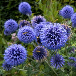 Tidselkugle - bivenlig plante, økoskemae - Echinops spp. - 1 kg - Arkitektoniske blomster, bestøverfavorit - Friske frø