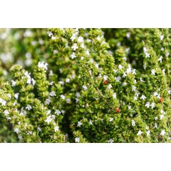 Sariette - Plante Mellifère - Satureja hortensis - 1 kg - Délice culinaire, aimant à pollinisateurs - Graines fraîches