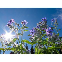 Kerti Borágó - mézelő növény, ökosémák - Borago officinalis - 1 kg - Méznövény, élénk virágok - Friss vetőmagok