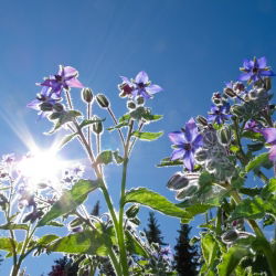 Limba mielului - plantă meliferă, ecoschemă, plăți compensatorii - Borago officinalis - 1 kg - Plantă apicolă, cu flori vibrante - Semințe proaspete