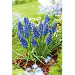 Grape Hyacinth - Artist - GIGA Pack! - 500 pcs
