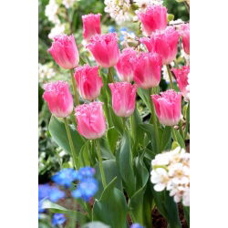 Tulipan 'Fancy Frills' - stor pakke - 50 stk